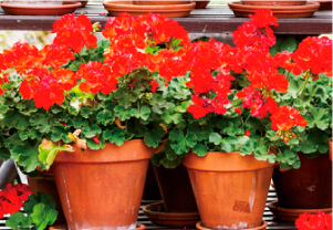 緑溢れる落ち着いた空間